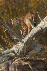 Bobcat (Lynx rufus) Looks Back