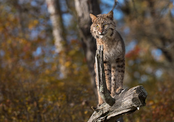 Bobcat (Lynx rufus) Stands Atop Log