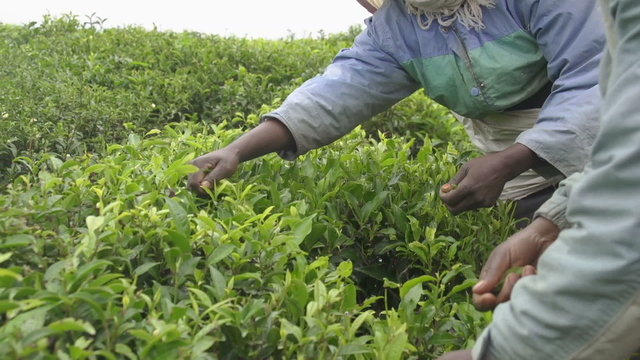 SLOW MOTION: Harvesting green tea bush in Sri Lanka
