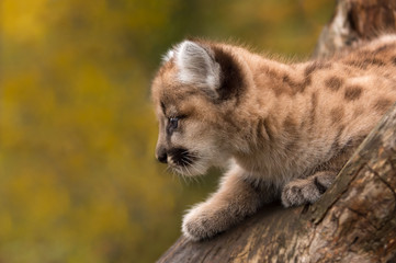 Female Cougar Kitten (Puma concolor) Looks Left