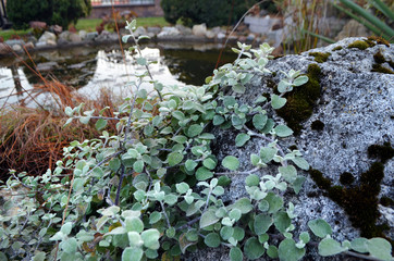green plants , white rock with moss and pond