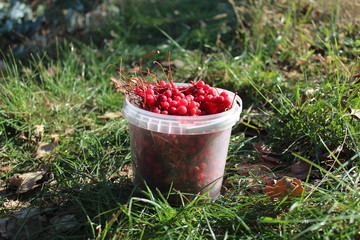 red ripe schisandra in the bucket