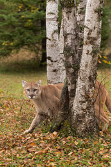 Adult Male Cougar (Puma concolor) Creeps Between Birch Trees