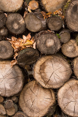 Naklejka premium Cut down a tree. Wooden texture