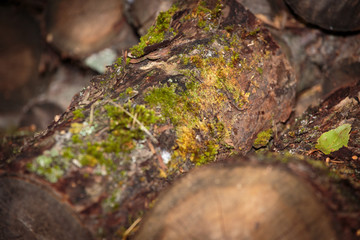 Fototapeta na wymiar Cut down a tree. Wooden texture