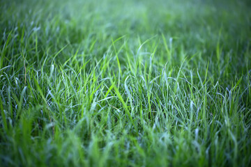 Fresh green grass