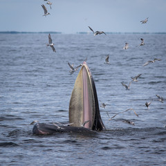Fototapeta premium The Bryde's Whale.