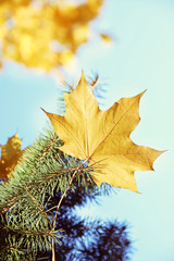 Autumn maple leafs on spruce. Beautiful autumn. Golden autumn. 