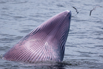 Naklejka premium The Bryde's Whale.