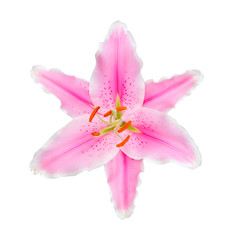 Fototapeta na wymiar beautiful pink lily, isolated on white
