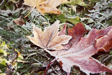 Autumn maple leafs on the ground. Beautiful autumn.