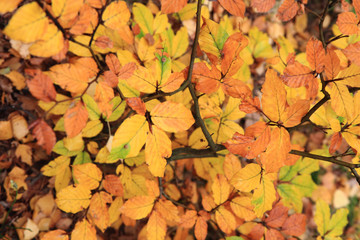 autumn leaves background