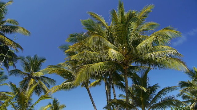 Palms on a tropical beach with a sound of an ocean