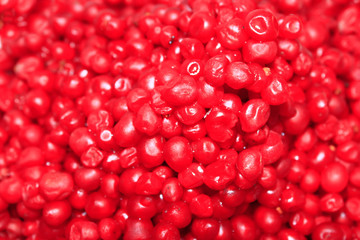 harvest of red schizandra