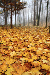 autumn yellow park