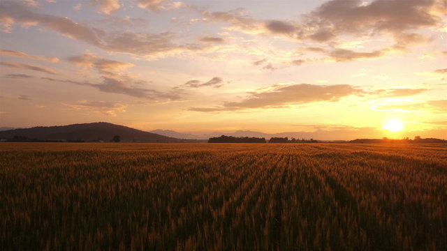 AERIAL: Wheat crop at golden sunrise