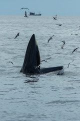 The Bryde's Whale.