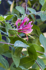 flower in the garden