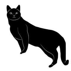 Cat in Black