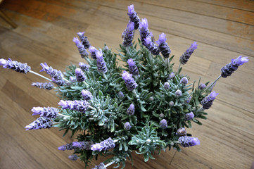 Fototapeta premium Lavender plant in full bloom against rustic wood