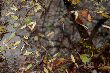 Autumn puddle with fallen leaves