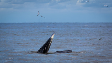 Naklejka premium The Bryde's Whale.