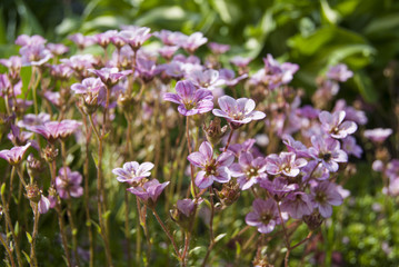 Saxifrage flowers on the ground in the garden