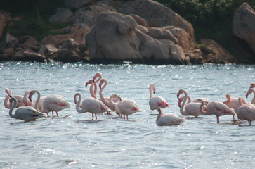 Pink Flamingos (Sardinia).