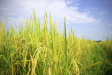 rice field