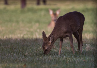 Reh beim Äsen