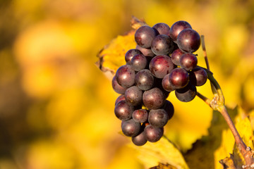 Grapes in a French vineyard in autumn