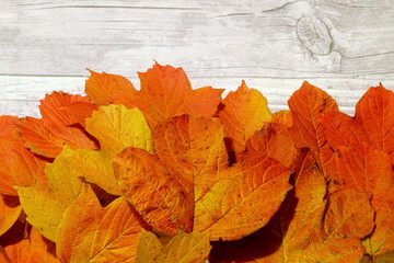 autumn leaves on wooden background