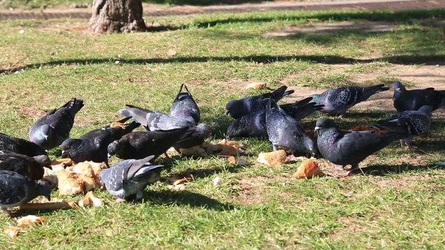 A group of pigeons that are feeding of the ground