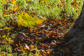 leaves in autumn