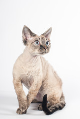 Devon rex cat on white background