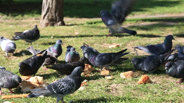 A group of pigeons that are feeding of the ground