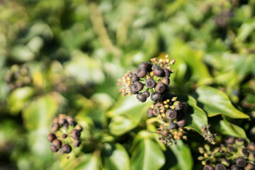 Autumn berries