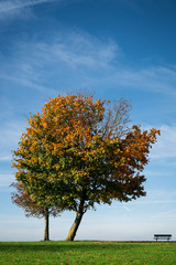 Single autumn tree