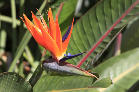 Fototapeta Strelitzie (Strelitziaceae) Paradiesvogelblume