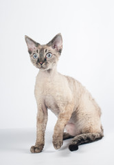 Devon rex cat on white background