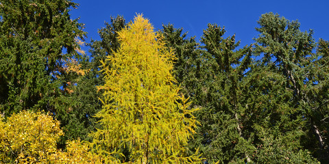 Lärchen im Herbst, Wald