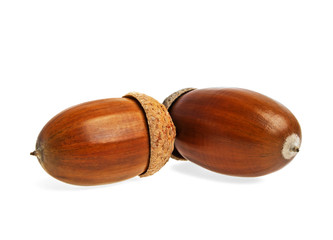 Acorns on a white background