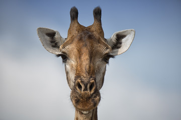 Giraffe Portrait vor blauem Himmel