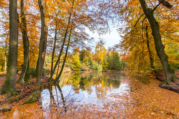 Forest pond covered with autumn leaves of beech trees