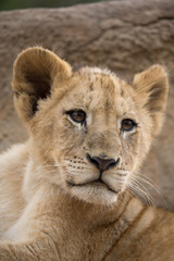 Plakat Löwenbaby, junges 1