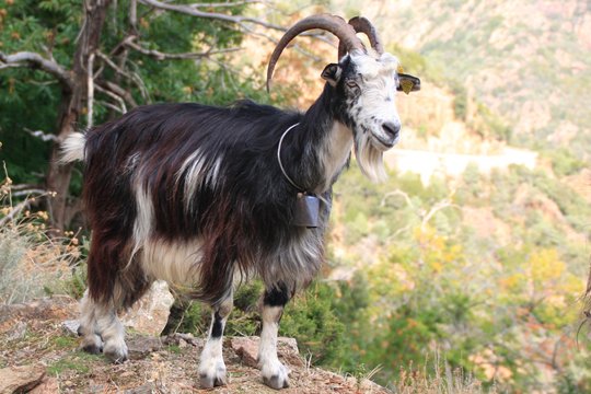 une chèvre en Corse