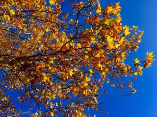 Herbstlicher Ahornbaum unter blauem Himmel