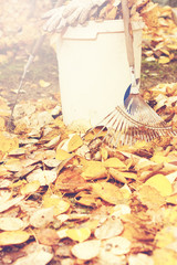 Baumlaub im Herbst 