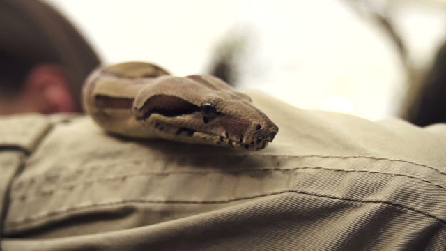 SLOW MOTION: Female holding a snake