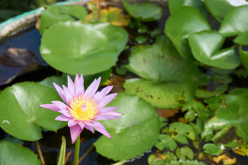 Lotus bloom over water surface
